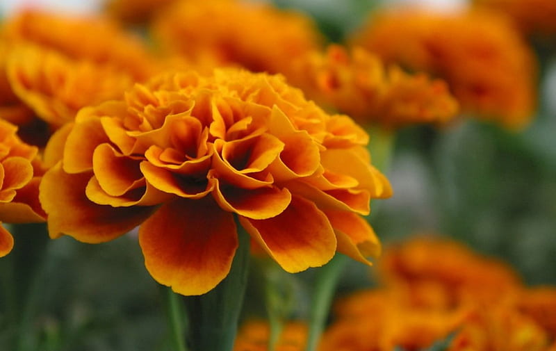Marigold, orange, flower, flowers, nature, HD wallpaper