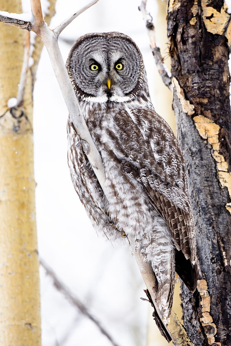 tawny owl, owl, bird, glance, tree, branches, HD phone wallpaper