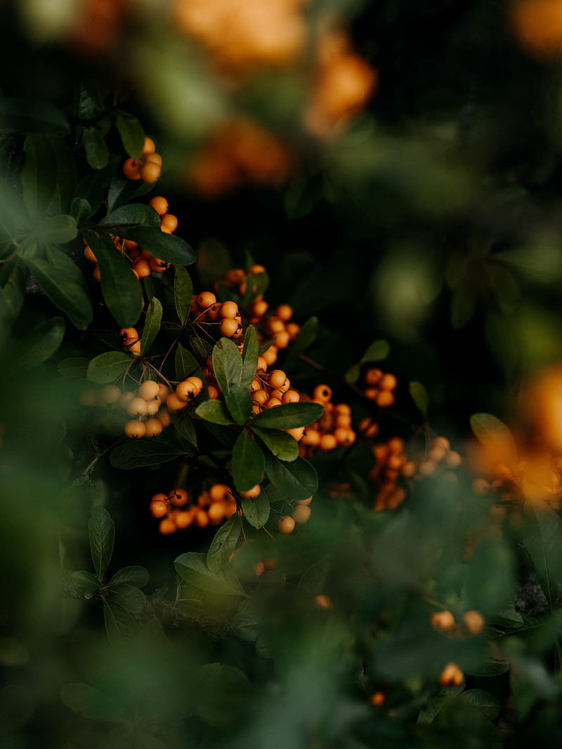 berries, yellow, bunches, leaves, plant, HD phone wallpaper