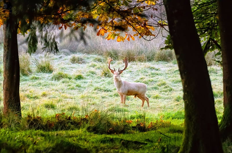 White Fallow Stag Deer, forest, Stag, Fallow, Deer, White, nature, animal, HD wallpaper