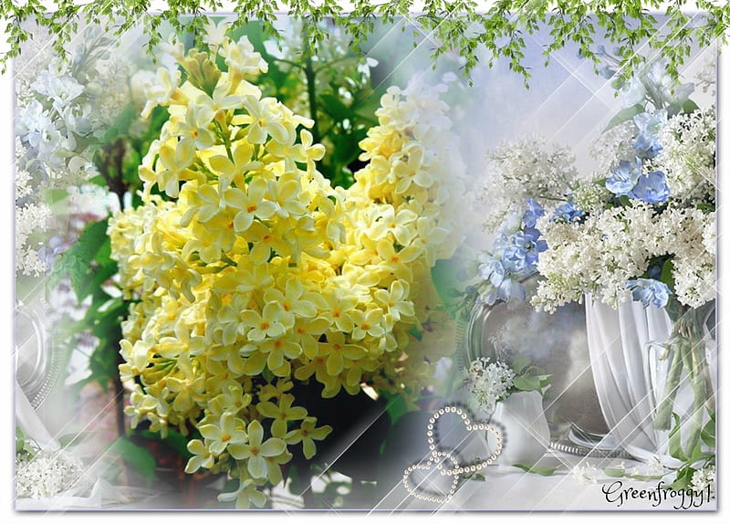 Lilas amarillas, amarillas, blancas, flores, lilas, Fondo de pantalla HD |  Peakpx
