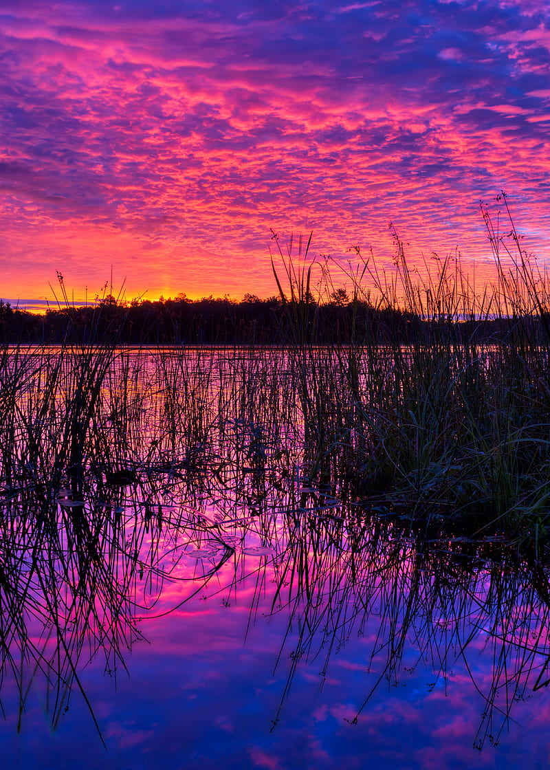 lake, reed, sunset, purple, dusk, HD phone wallpaper