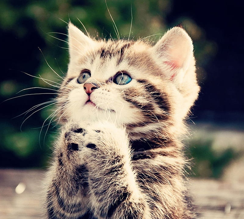 Praying Kitten, adorable, cute, faith, god, kitty, prayer, religion, HD wallpaper