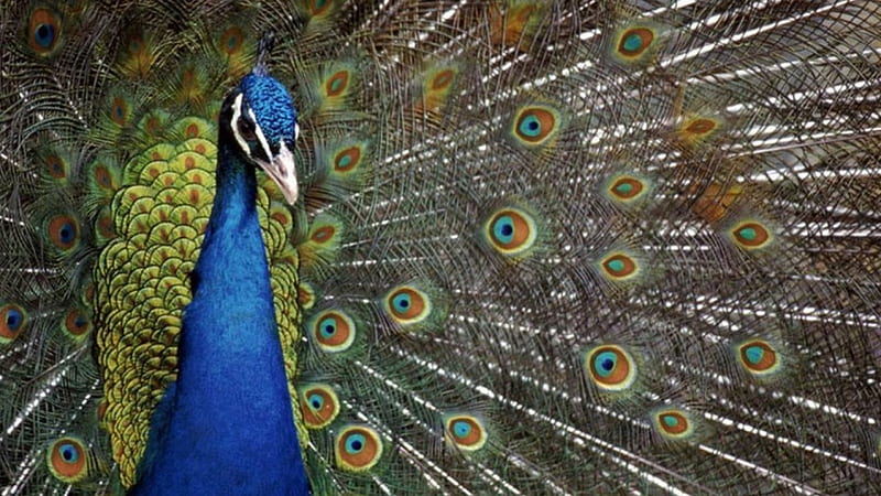 Peacock (BBC nature), bird, peacock, nature, colour, animal, feathers, HD wallpaper