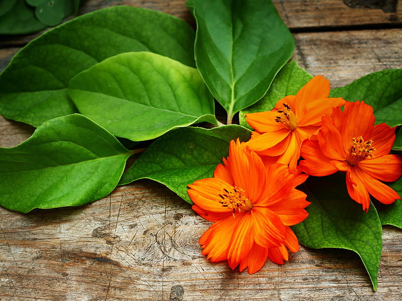 Beautiful Flowers, with love, pretty, orange, orange flowers, bonito, sweet, still life, graphy, leaves, green, flowers, beauty, for you, lovely, romantic, romance, nature, petals, wooden, HD wallpaper