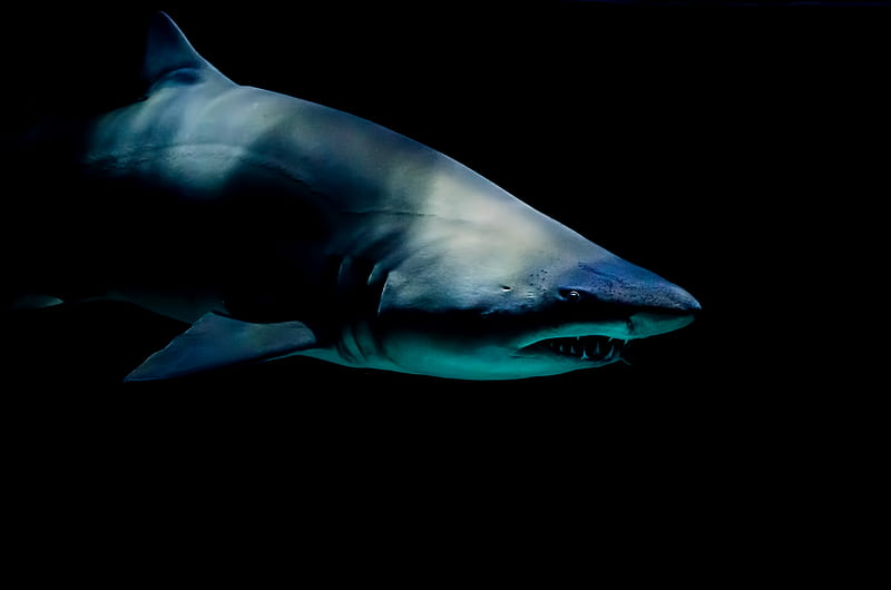 shark against black background, HD wallpaper