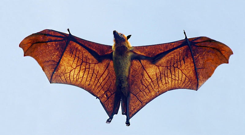flying fox, up, looks, high, above, over, HD wallpaper