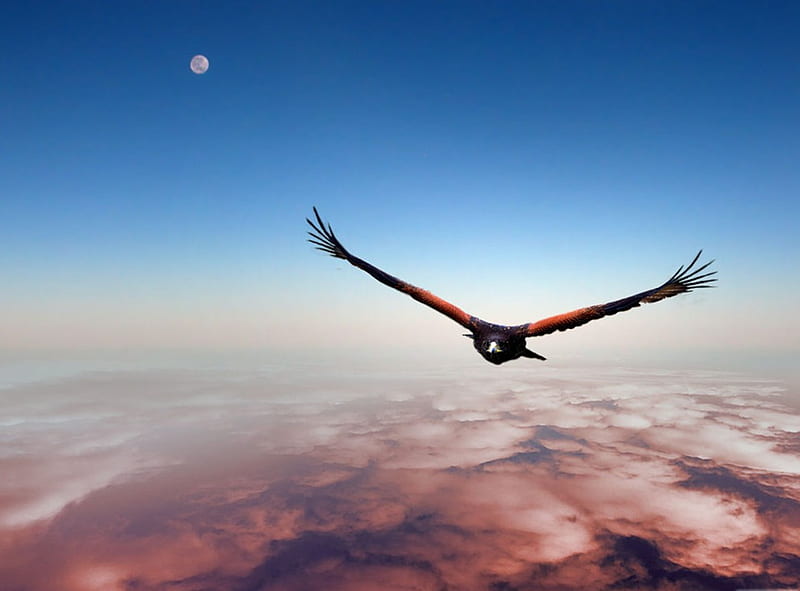 above it all, 3d, hawk, moon, sky, HD wallpaper
