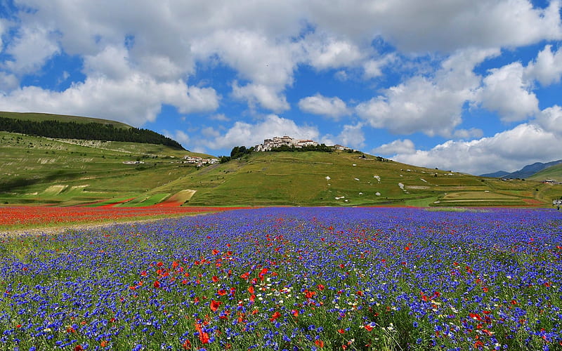 Castellucio, Umbria, Italy, hills, Italy, Umbria, flowers, field, HD wallpaper