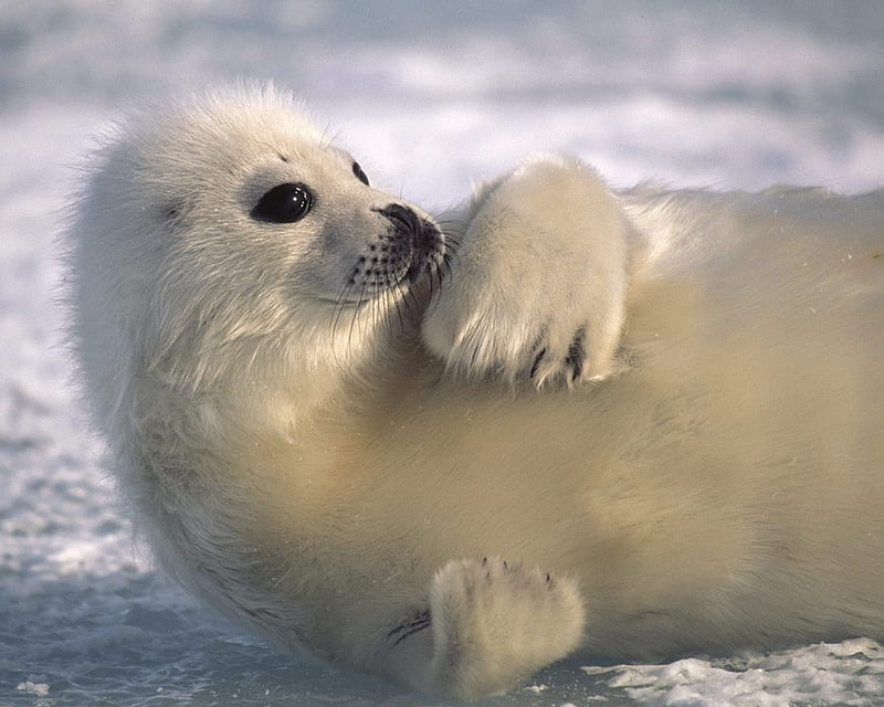Baby Seal, sea lion, cute, seal, baby, HD wallpaper