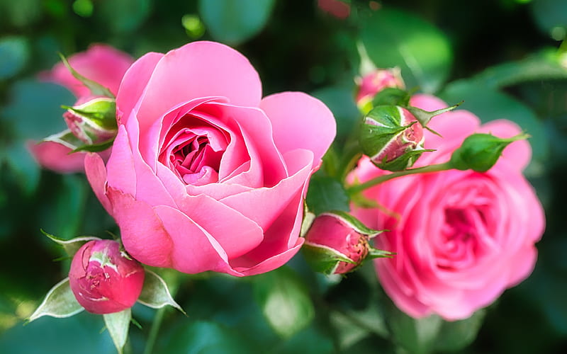 pink roses, close-up, summer, buds, pink flowers, roses, HD wallpaper