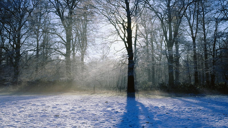norfolk england countryside in winter, countryside, trees, field, winter, mist, HD wallpaper