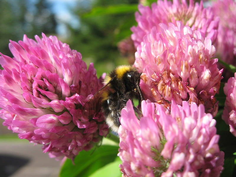 Busy Bee, bee, flowers, creatures, pink, insects, busy, HD wallpaper