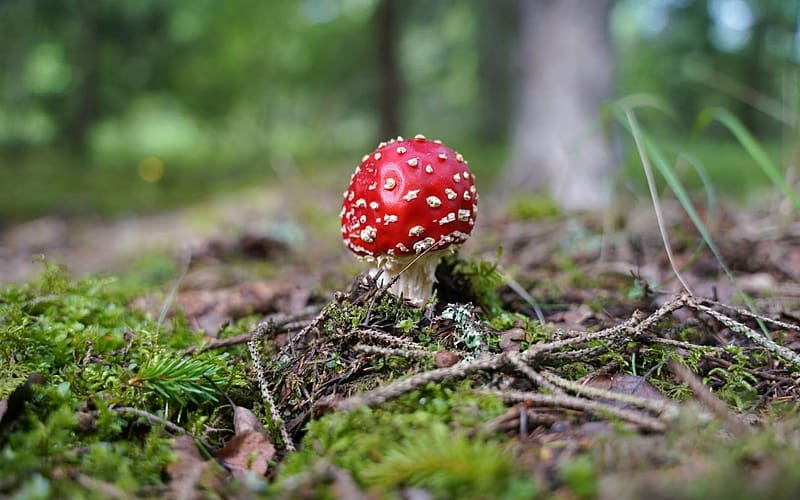 Amanita, Latvia, mushroom, moss, forest, HD wallpaper