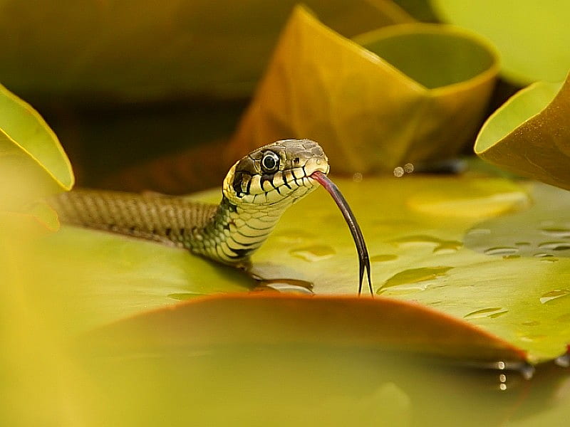 Cool Snake, cool, snake, HD wallpaper Cool Snake, cool, snake, HD wallpaper