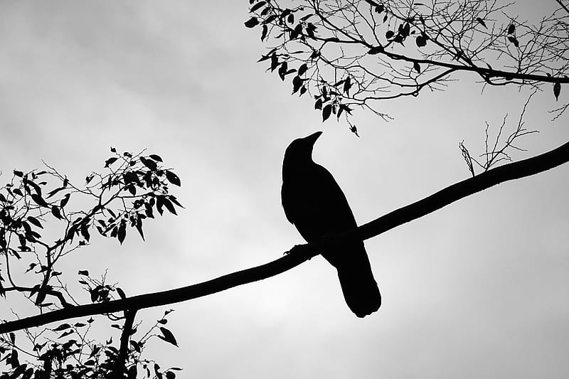 rook, bird, silhouette, branch, HD wallpaper