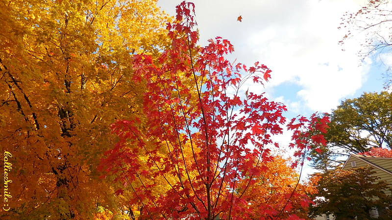 Autumn's Primary Colors V, 1eaves, scarlet, silver maple trees, leaf, leafs, tree, Fa11, crimson red, branches, Autumn, golden yellow, HD wallpaper