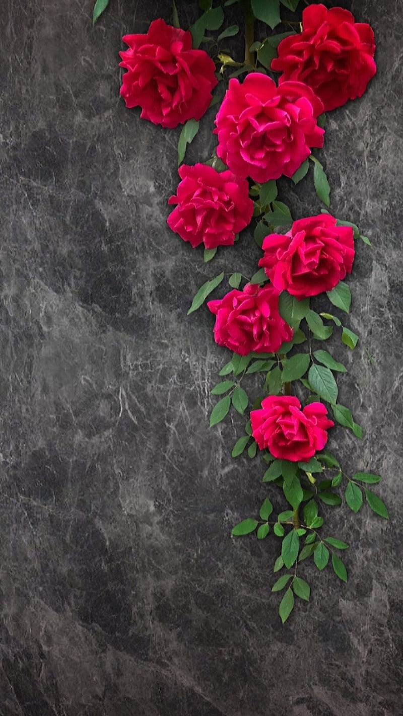 Red roses, flowers, green, green leaves, grey wall, hanged, leaves, rose, HD phone wallpaper