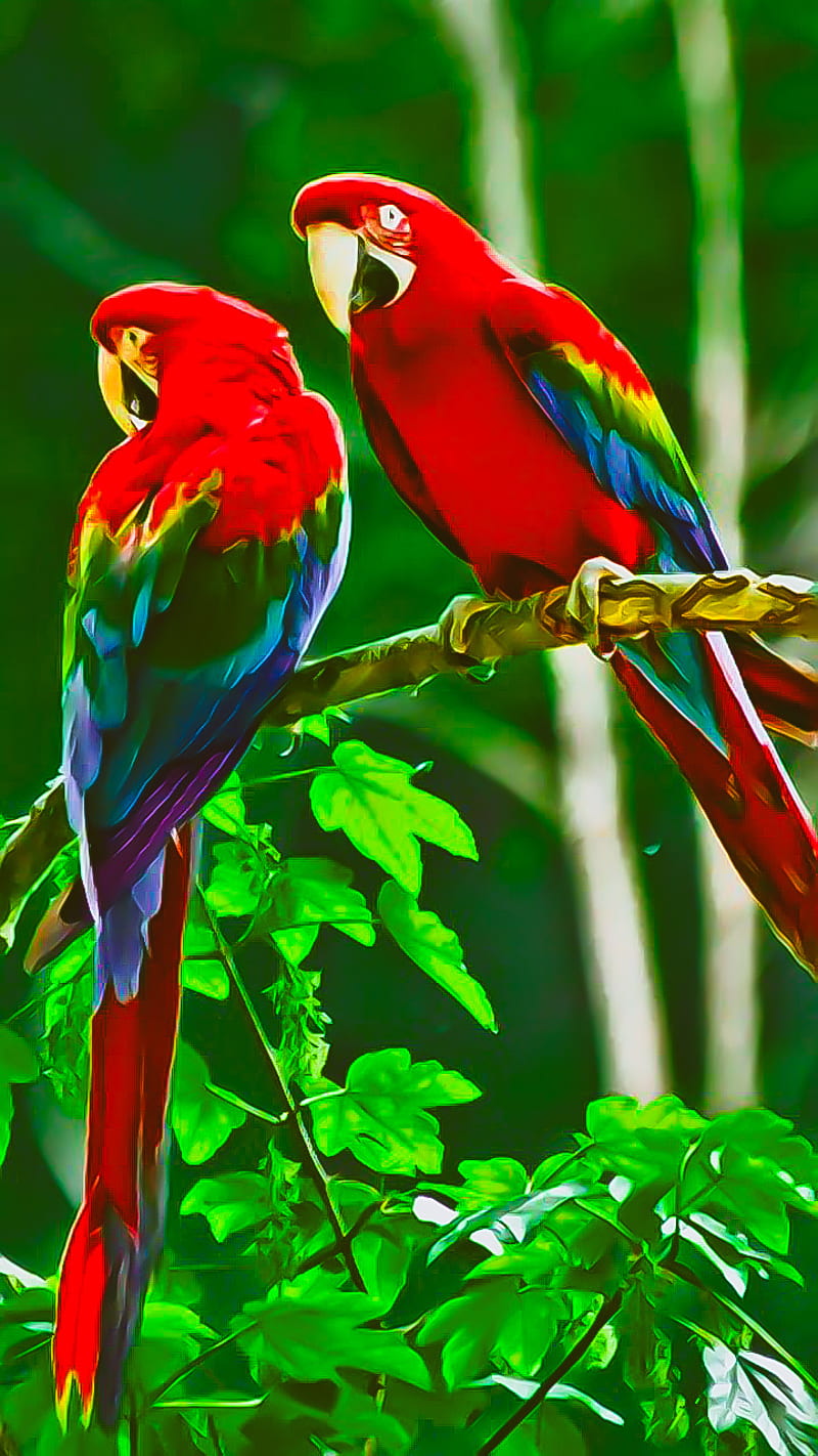 Lovebirds, love, parrot, red, blue, green, birds, love birds, HD phone  wallpaper | Peakpx