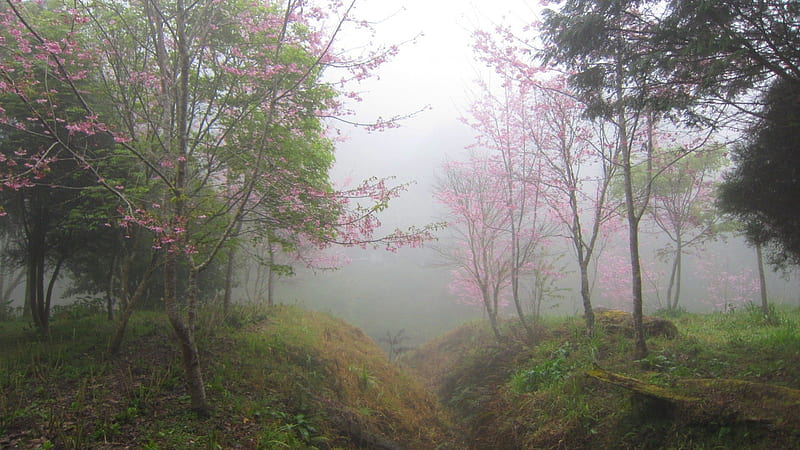 Cherry blossoms in the misty forest, foggy, Misty forest, Cherry blossoms, nature, bonito, HD wallpaper