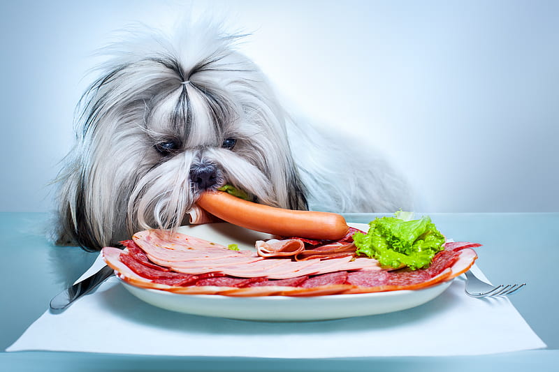 Shih tzu pets, dogs, sausages, fluffy dog, cute animals, Shih tzu Dog, HD wallpaper