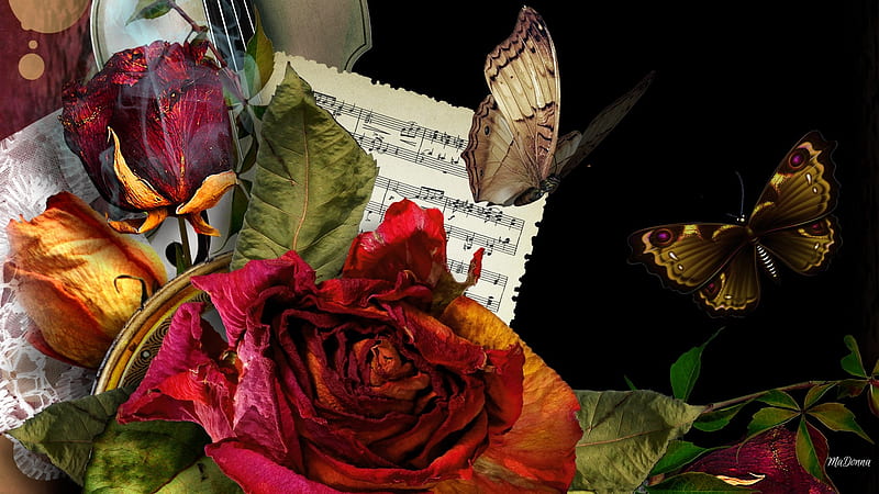 Musical Floral Butterflies, violin, music, lace, notes, butterflies, roses, dry flowers, remembrance, score, Firefox Persona theme, vintage, HD wallpaper