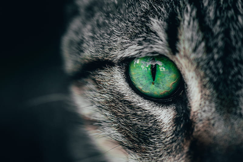 cat, eye, green, pupil, closeup, HD wallpaper