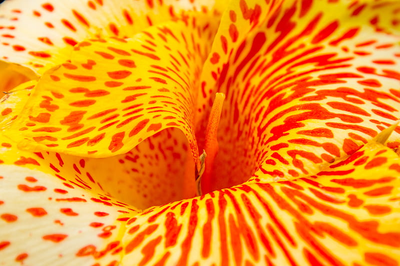 closeup of orange and yellow petaled flower, HD wallpaper