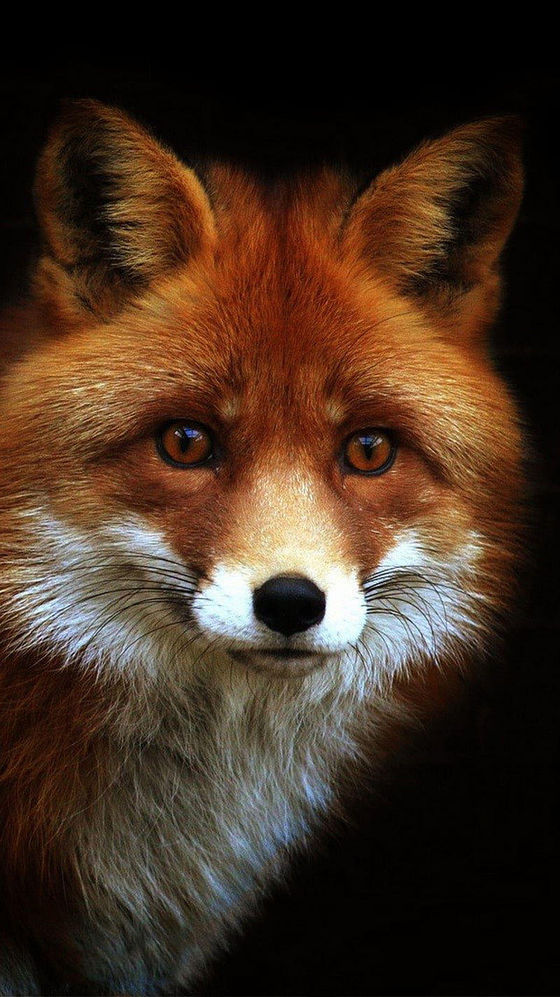 fox, animal, foxes, forest, face, coyotes, animals, HD phone wallpaper