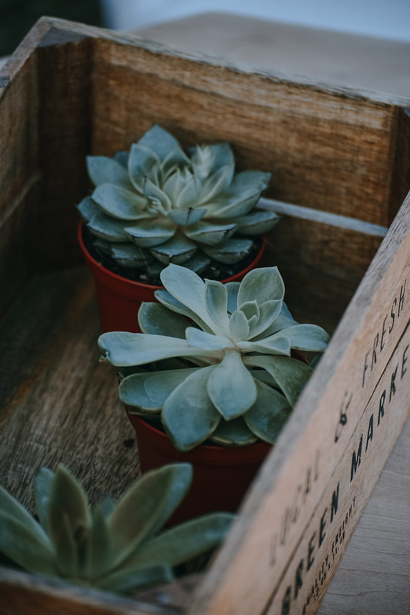 three green succulents in brown wooden crate, HD phone wallpaper