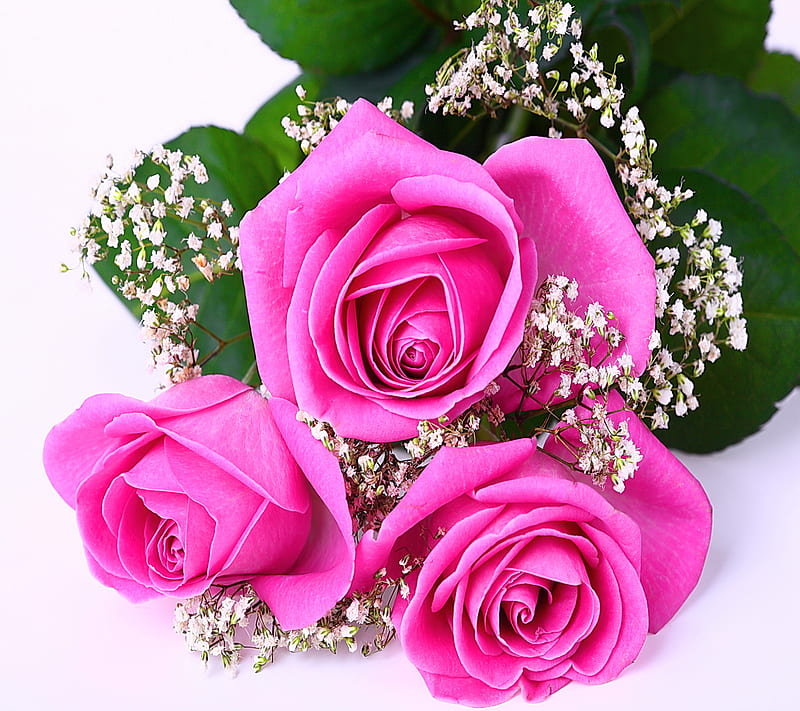 Pink Roses For You, love, valentine, HD wallpaper | Peakpx