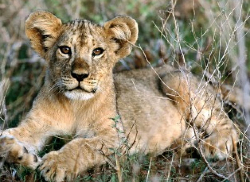 african lion cub relaxing, cub, lion, africa, wild cat, HD wallpaper