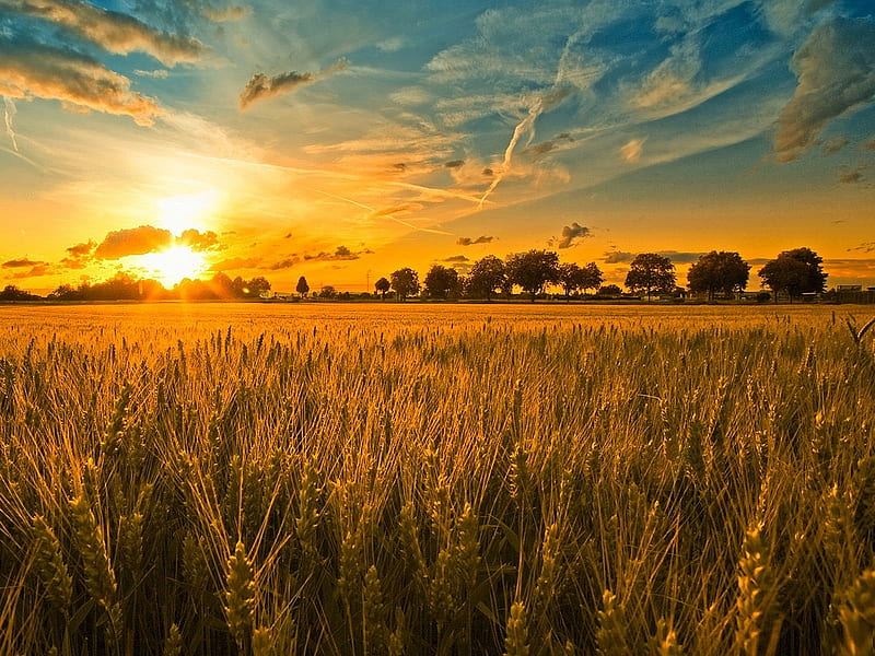 sunset in a field background