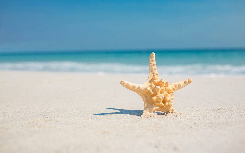 starfish, beach, sand, ocean, tropical islands, summer concepts, travel, vacation, HD wallpaper