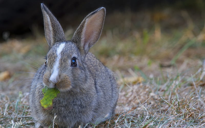 gray rabbit, cute animals, long ears, pets, rabbits, HD wallpaper