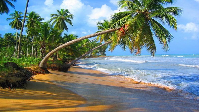 Gorgeous tropical beach, Tropical, Sand, Sky, Palm tree, beach, Leaves ...