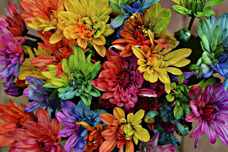 Rainbow Flowers!, flowers, colour, nature, rainbow, HD wallpaper | Peakpx