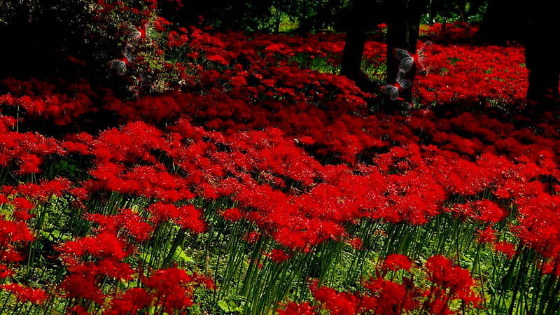 Meadow of Flowers, album, all things red, red, green, black, color on black, HD wallpaper