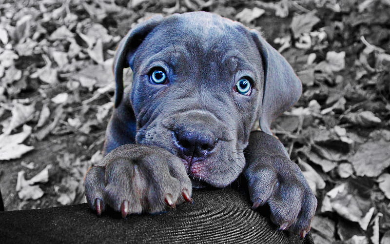 Cane Corso, puppu, pets, gray Cane Corso, puppy with blue eyes, cute animals, dogs, HD wallpaper