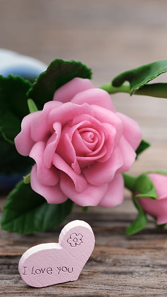 Pink Rose, pink rose, flower, bonito, HD phone wallpaper