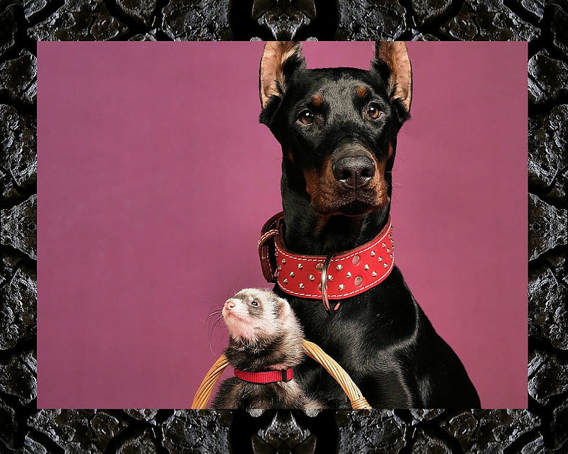 Unlikely Friends, dog, puppy, HD wallpaper