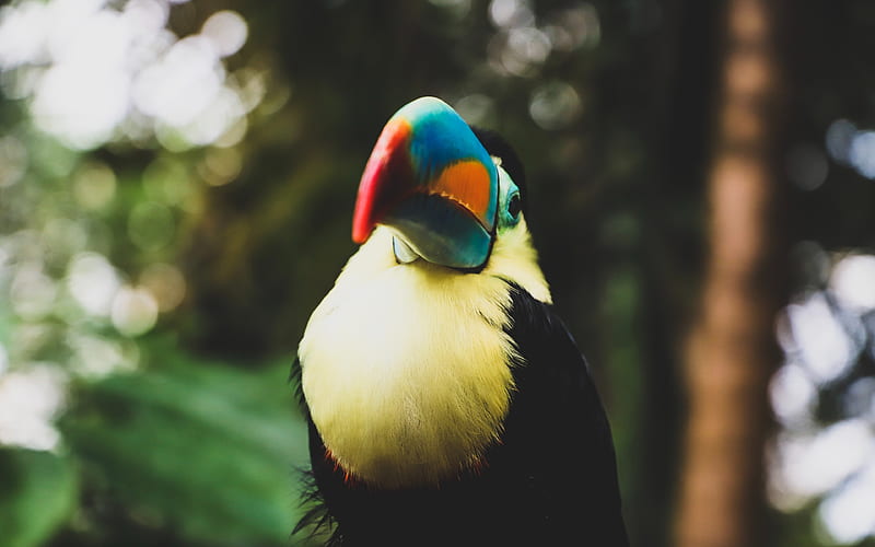 toucan blur, wildlife, exotic birds, Ramphastidae, HD wallpaper