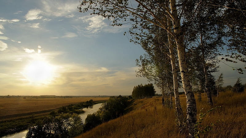 birch trees along a river at sunset, sunset, river, hill, trees, HD wallpaper