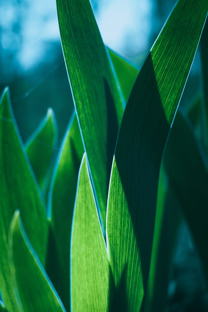 leaves, plant, green, macro, closeup, HD phone wallpaper