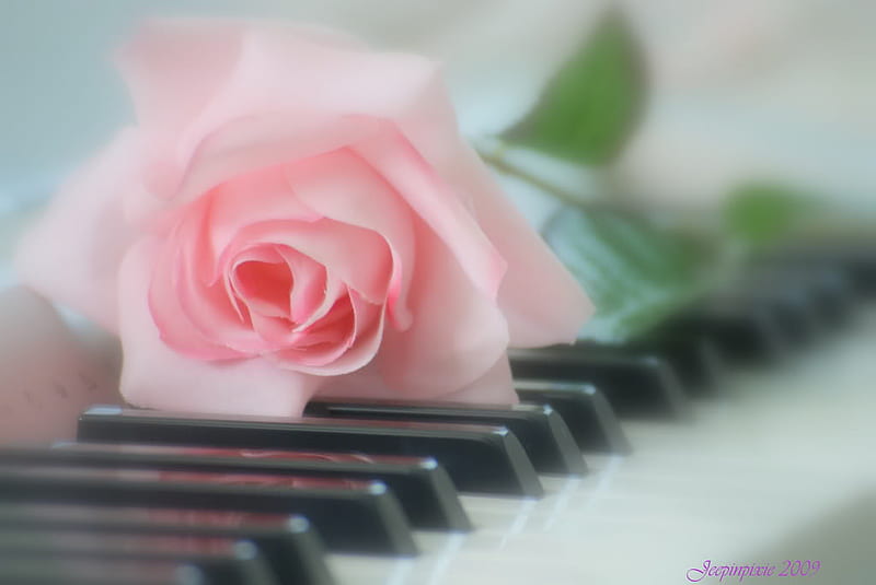 Pink%20piano%20rose,%20graphy,%20rose,%20pink,%20piano,%20HD%20wallpaper%20|%20Peakpx