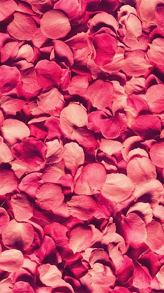 Rose Petals, Pink