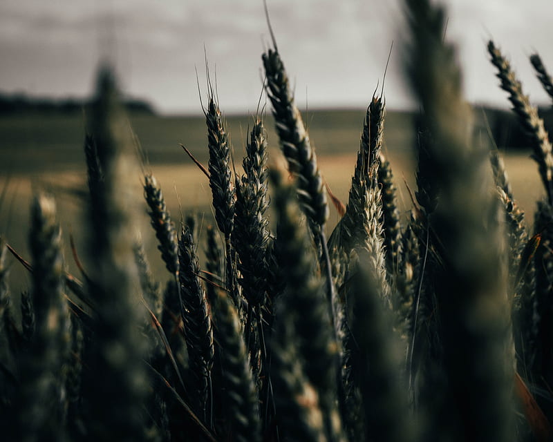 wheat, spikelets, field, plants, cereals, HD wallpaper