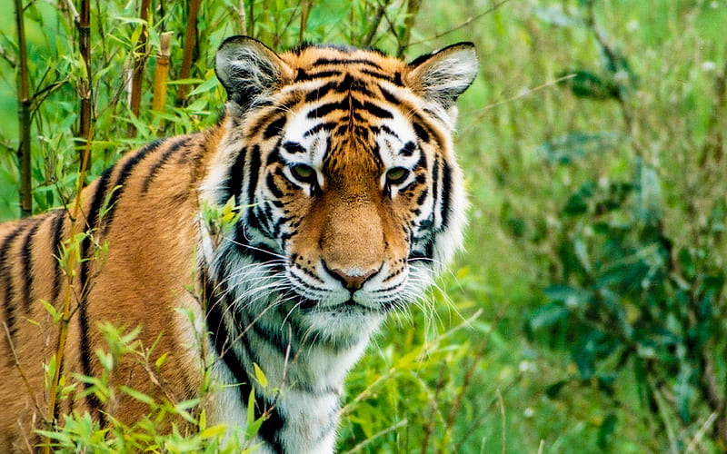 Siberian Tiger Predator 2020 Animal, HD wallpaper