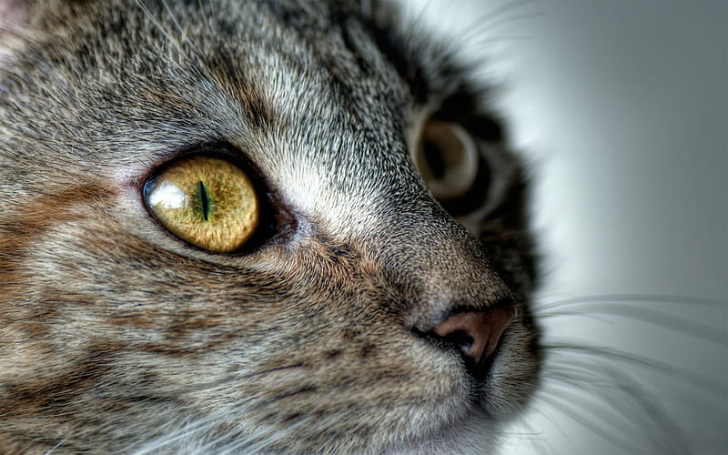 Attentive listener, attentive, cat, kitten, eye, HD wallpaper
