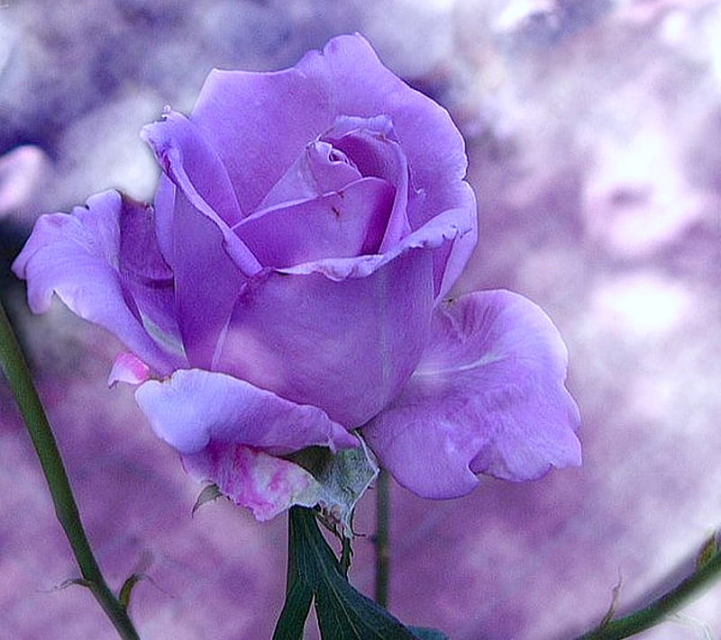 Purple Rose Hd Wallpaper Peakpx 0603